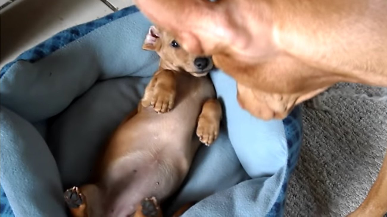 ダックスフンド,動画