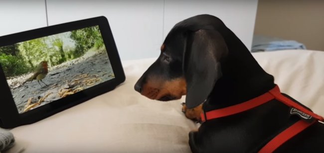 ダックスフンド,動画