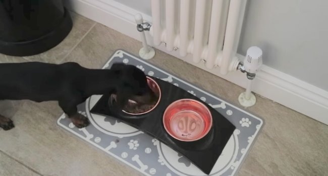 ダックスフンド,動画