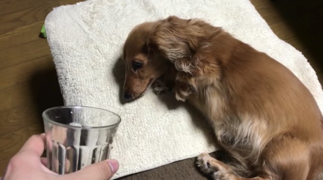 ダックスフンド,動画