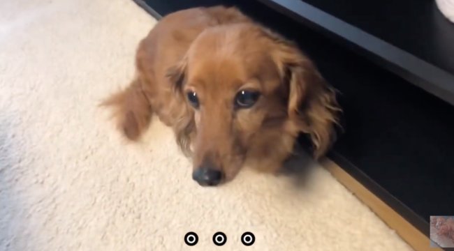 ダックスフンド,動画