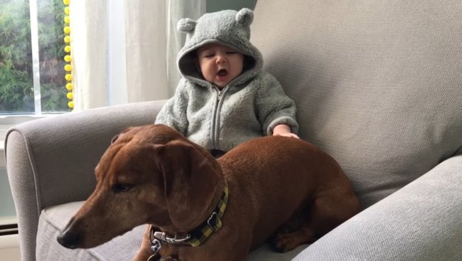 ダックスフンド,動画