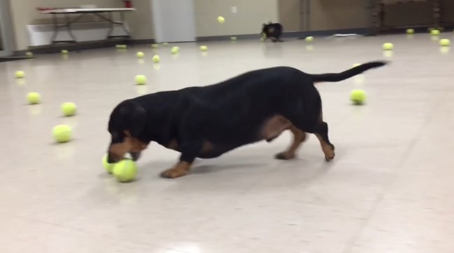 ダックスフンド,動画