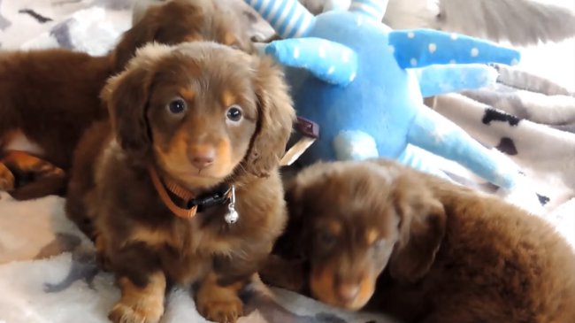 ダックスフンド,動画