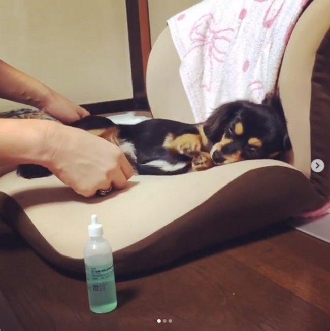 ダックスフンド,動画