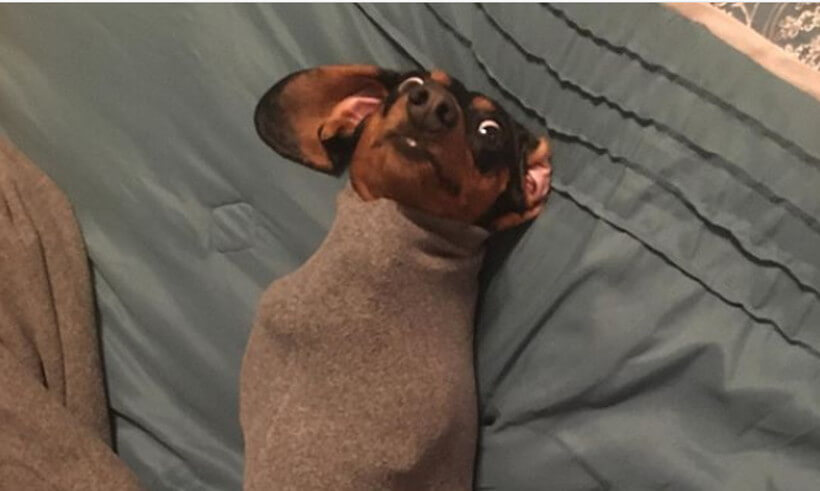 ダックスフンド,動画