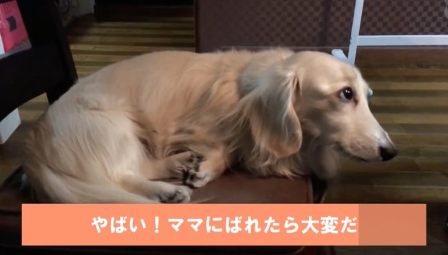 ダックスフンド,動画