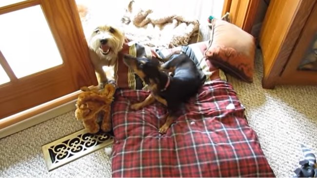 ダックスフンド,動画