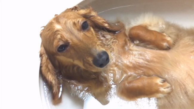 ダックスフンド,動画