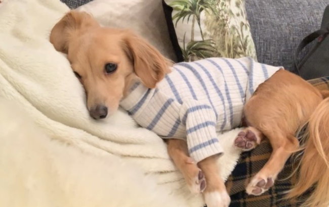 ダックスフンド,動画