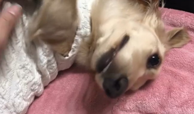 ダックスフンド,動画