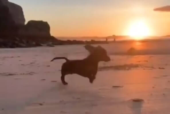 ダックスフンド,動画