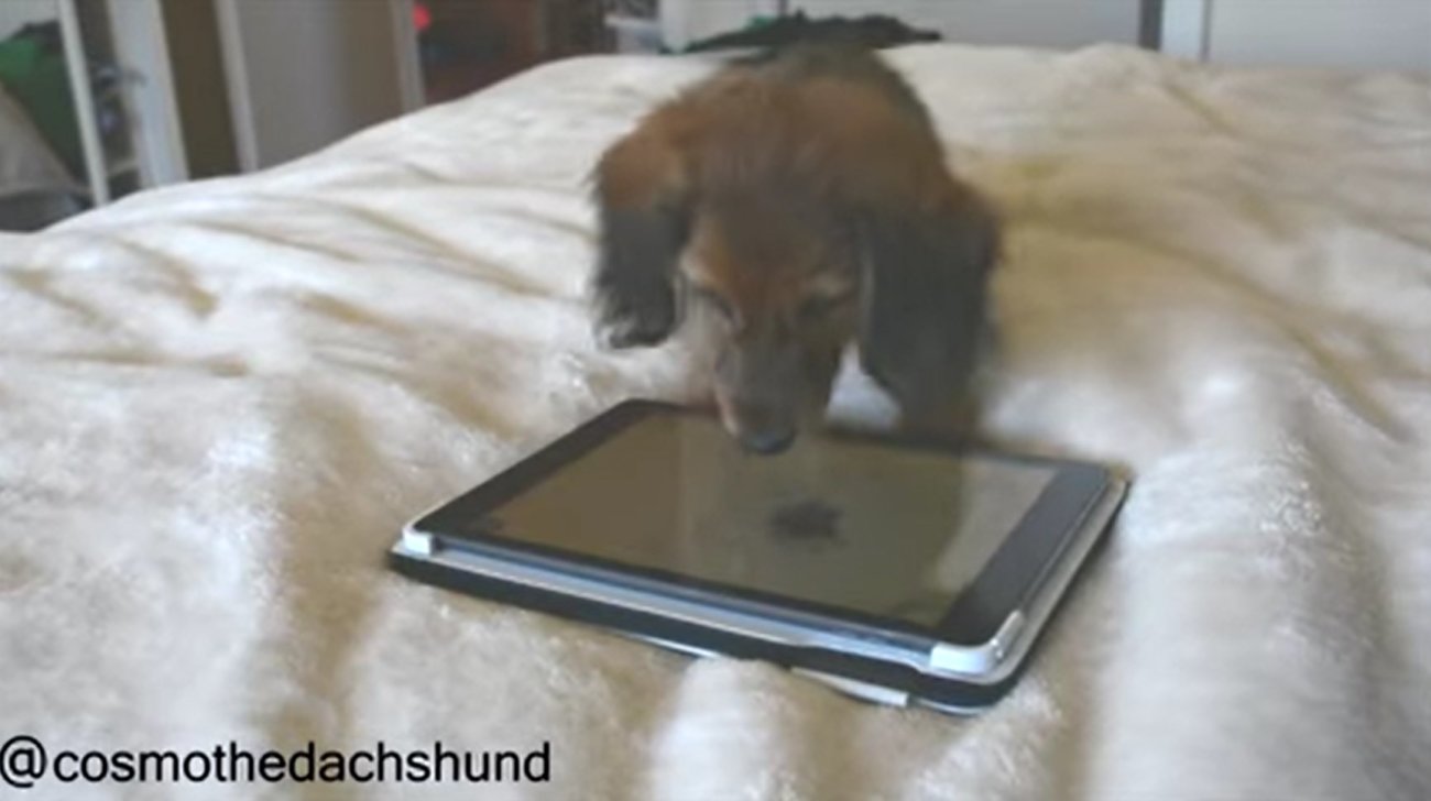 ダックスフンド,動画