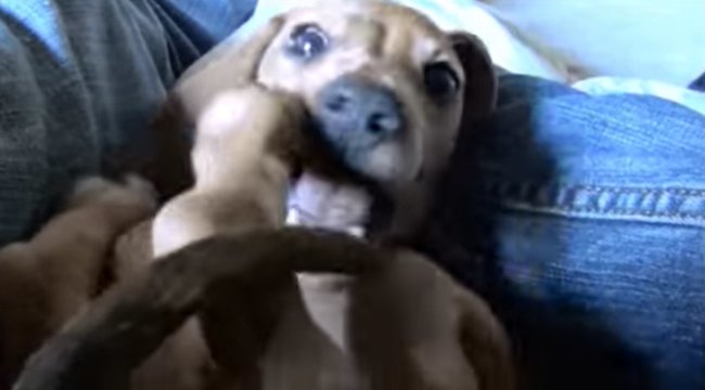 ダックスフンド,動画