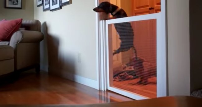 ダックスフンド,動画