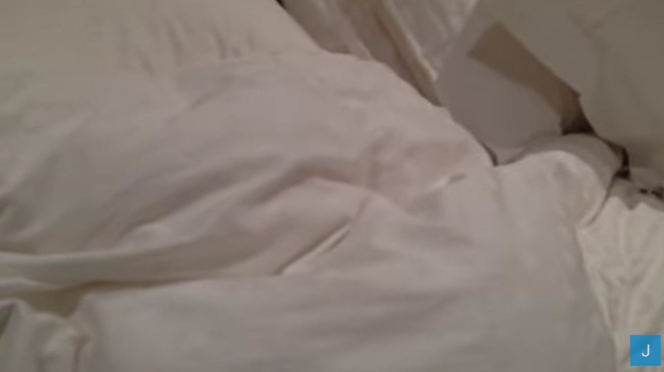 ダックスフンド,動画