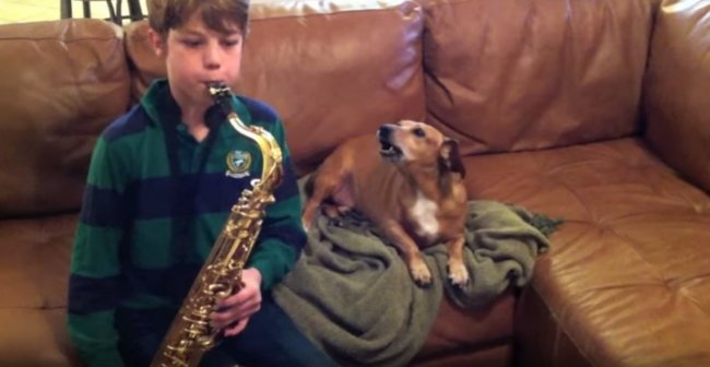 ダックスフンド,動画