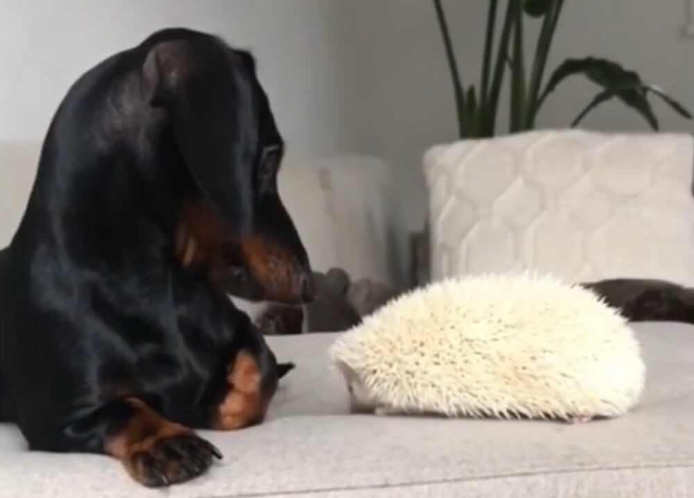 ダックスフンド,動画