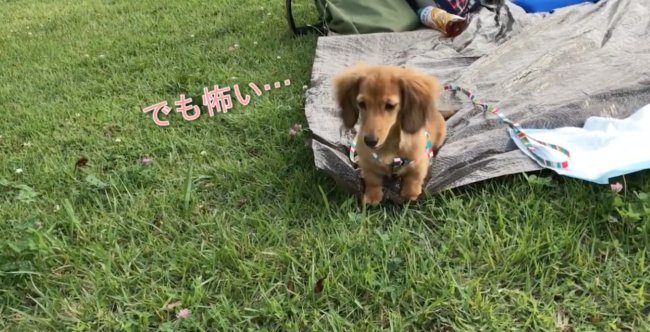 ダックスフンド,動画