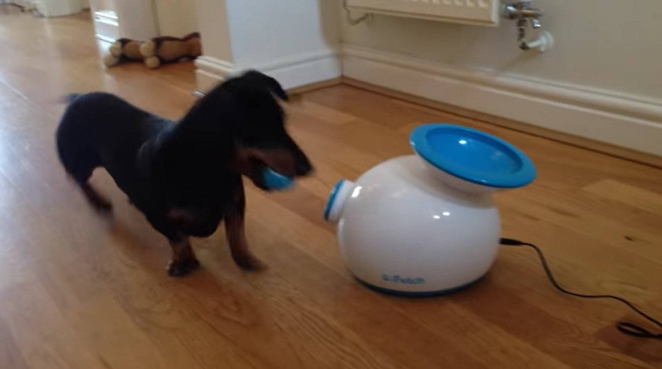 ダックスフンド,動画