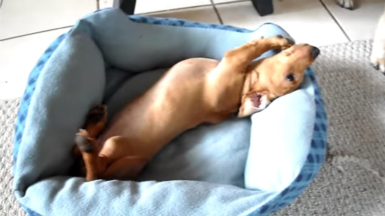 ダックスフンド,動画