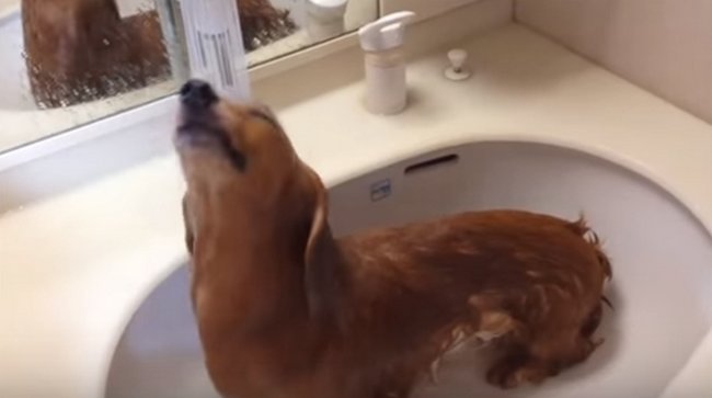 ダックスフンド,動画