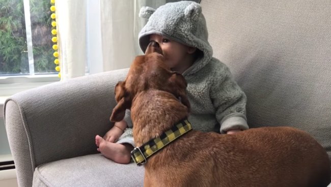 ダックスフンド,動画