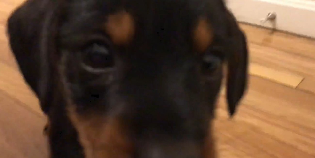 ダックスフンド,動画