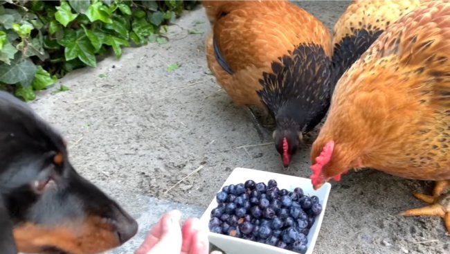 ダックスフンド,動画