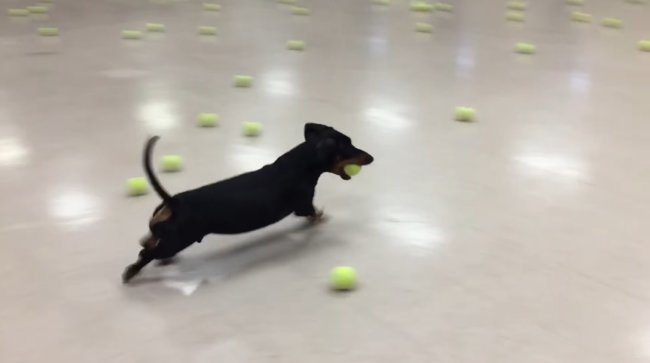 ダックスフンド,動画