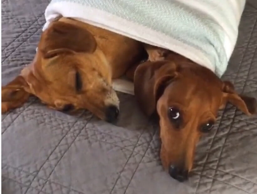 ダックスフンド,動画