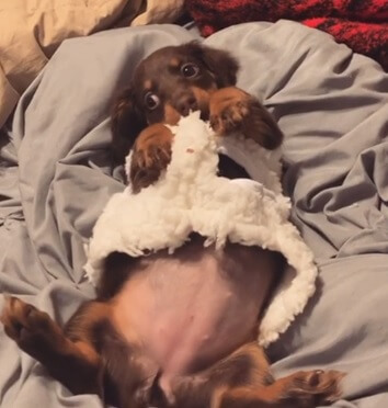 ダックスフンド,動画