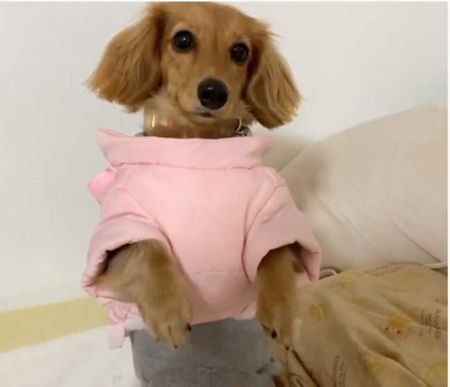 ダックスフンド,動画