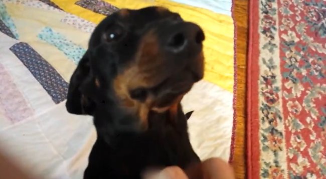 ダックスフンド,動画