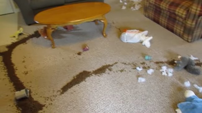 ダックスフンド,動画