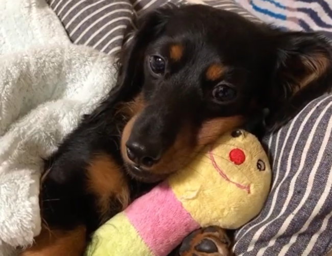 ダックスフンド,動画