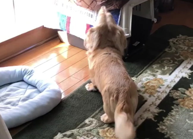 ダックスフンド,動画