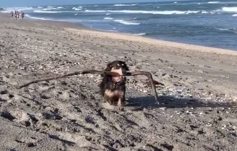 ダックスフンド,動画