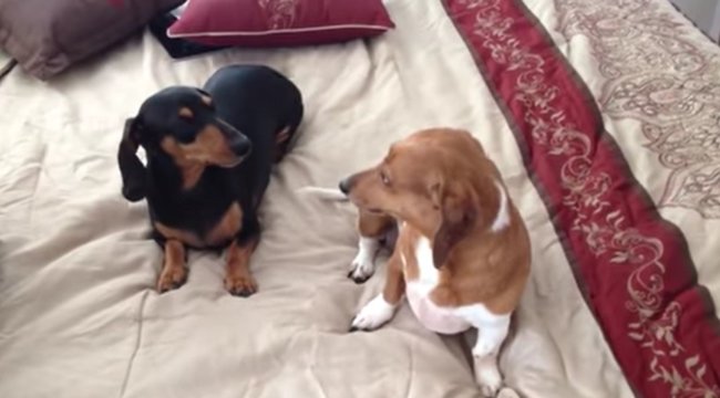 ダックスフンド,動画