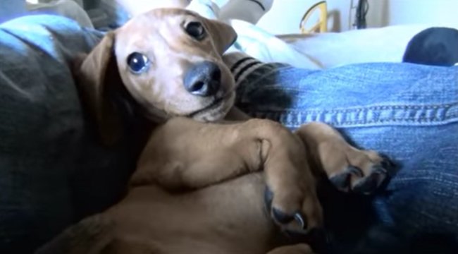 ダックスフンド,動画