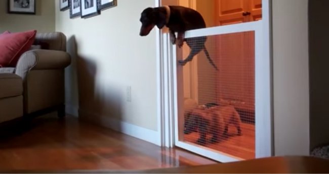 ダックスフンド,動画