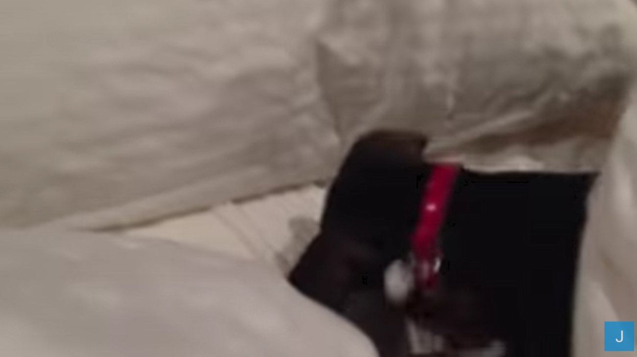 ダックスフンド,動画