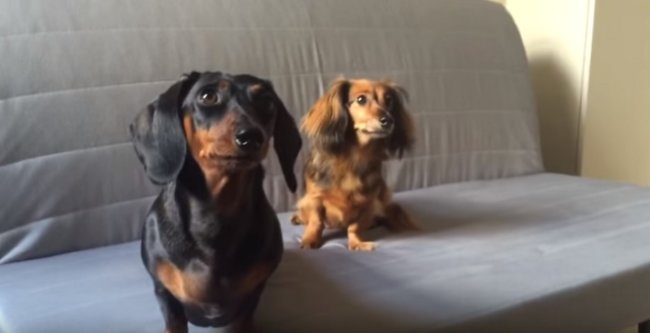 ダックスフンド,動画