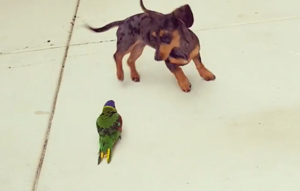 ダックスフンド,動画