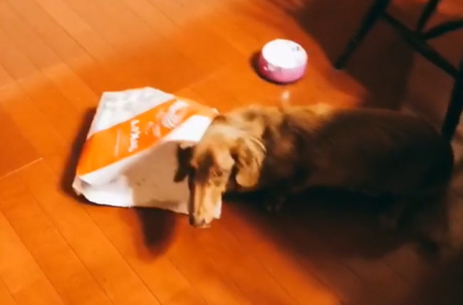 ダックスフンド,動画