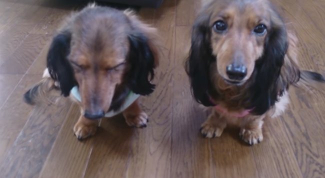 ダックスフンド,動画