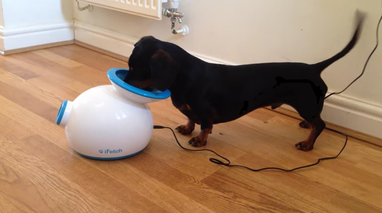 ダックスフンド,動画