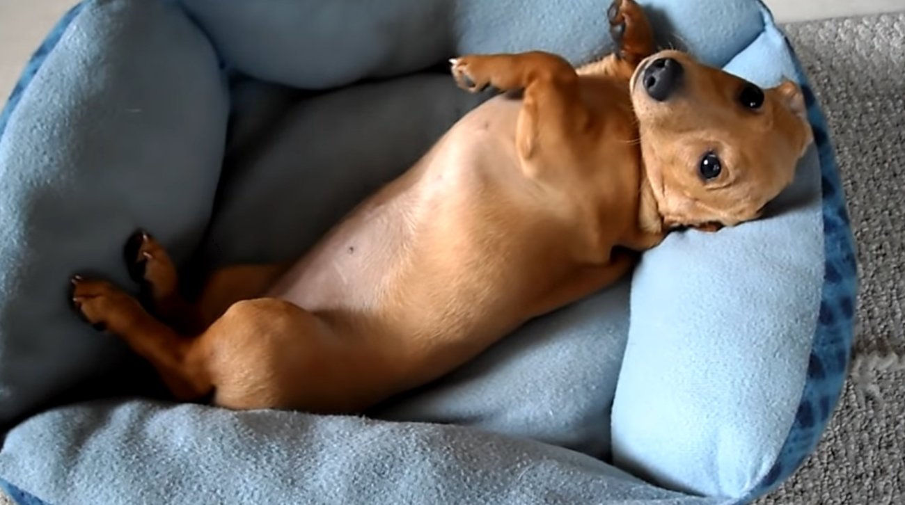 ダックスフンド,動画