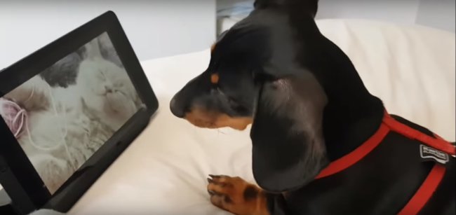 ダックスフンド,動画