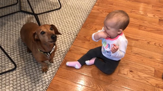 ダックスフンド,動画